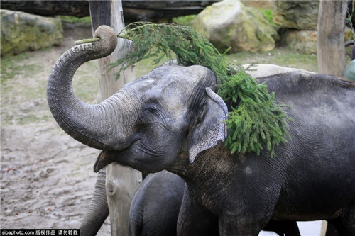 320名圣诞老人整体冲浪？？？八一八圣诞节奇闻趣事